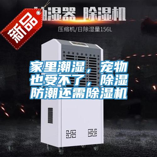 家里潮濕，寵物也受不了，除濕防潮還需除濕機